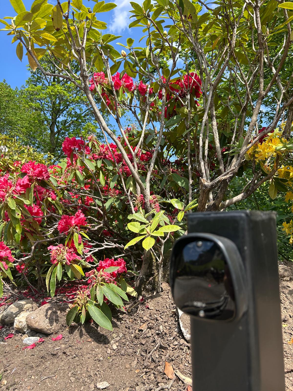 KEY safety photocell and Optex sensor installed beside the rhododendrons at Edinample Castle by KLR Design